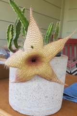 Stapelia grandiflora