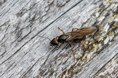 Formica lemani