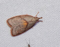 Enchocrates glaucopis