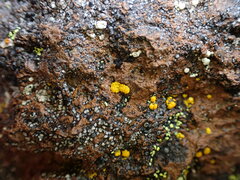 Candelariella