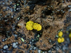 Candelariella