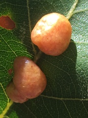 Xanthoteras eburneum