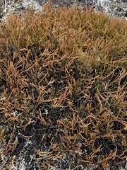 Lepidothamnus fonkii