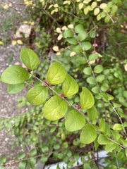 Symphoricarpos orbiculatus