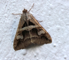 Melipotini
