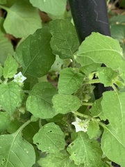Solanum sarrachoides