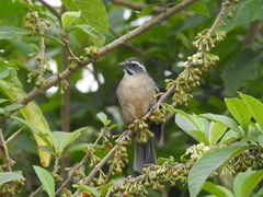 Saltator similis