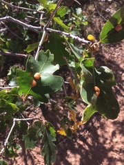 Xanthoteras eburneum