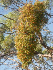 Amyema miquelii