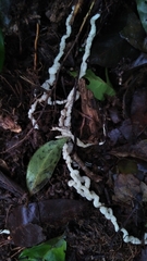 Byssomerulius corium