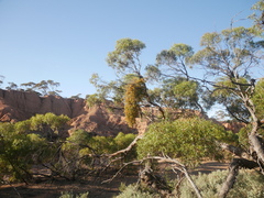 Amyema miquelii