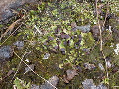 Peltigera venosa