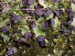 Peltigera venosa