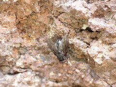 Muscina stabulans