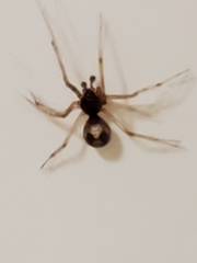 Steatoda