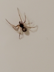Steatoda