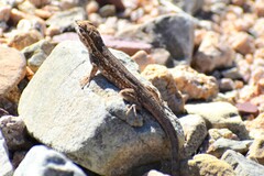 Uta stansburiana elegans