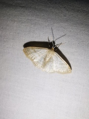 Idaea subsericeata