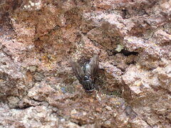 Muscina stabulans