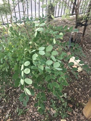 Leucaena retusa