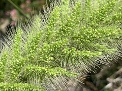 Setaria magna