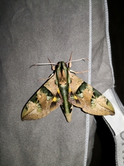 Eumorpha capronnieri