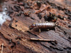 Chelidurella