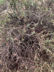 Berberis microphylla