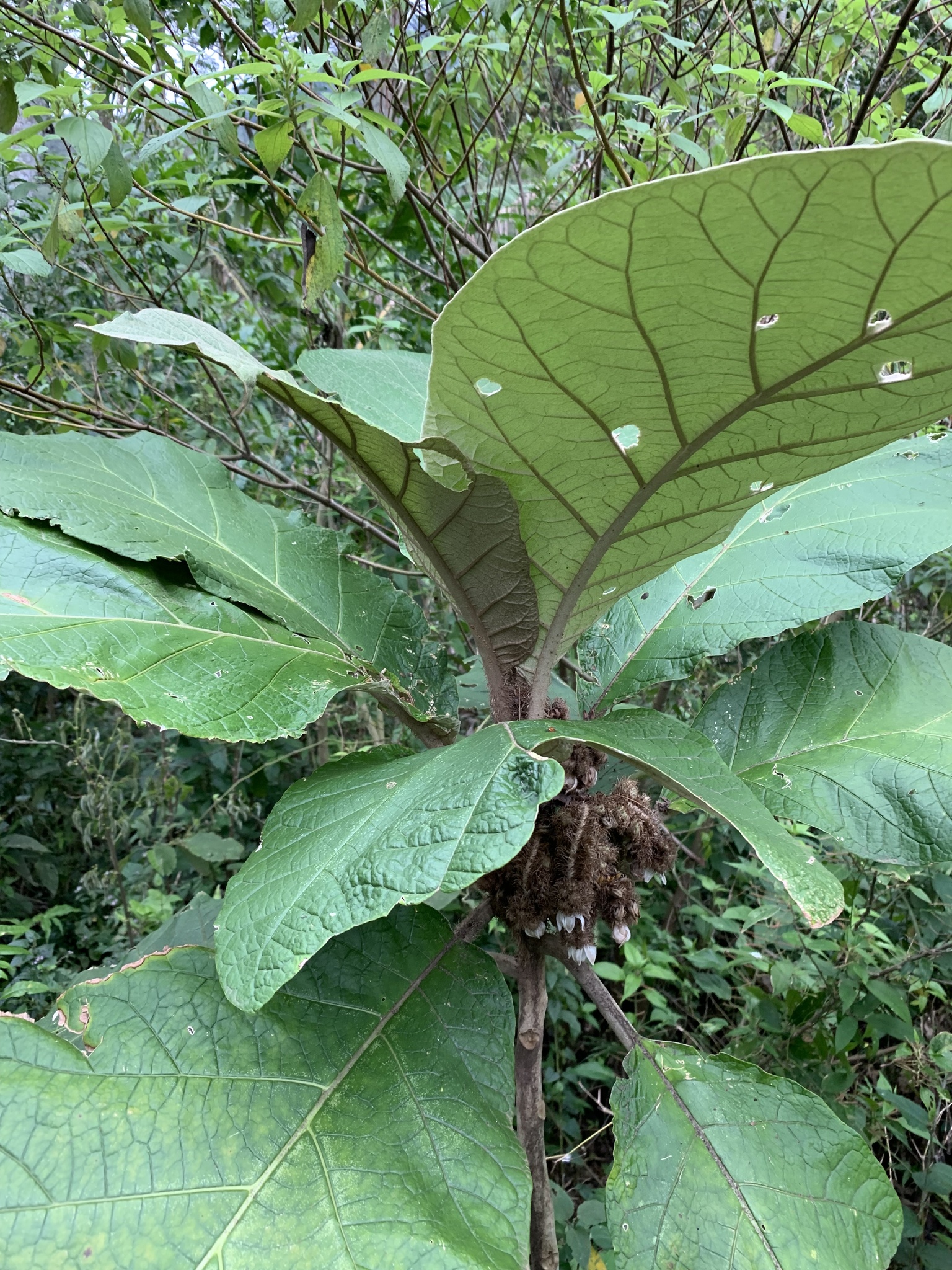 Solanum cernuum