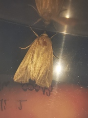 Mythimna riparia