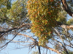 Amyema miquelii