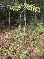 Viburnum