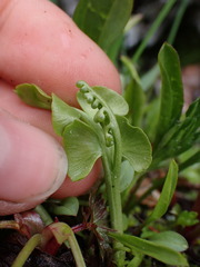 Botrychium neolunaria