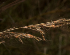Sorghastrum elliottii