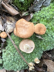 Hydnum umbilicatum