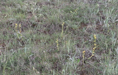 Ophrys lutea