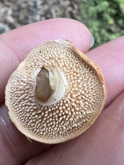 Hydnum umbilicatum