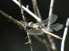 Libellula comanche