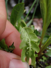 Botrychium neolunaria