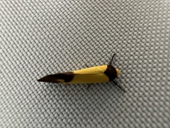 Heteroteucha dichroella