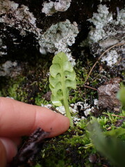 Botrychium neolunaria