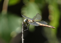 Libellula comanche