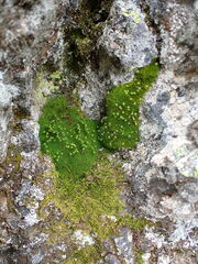 Bartramia pomiformis