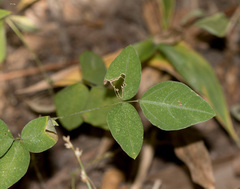 Strophostyles leiosperma