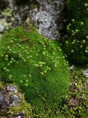 Bartramia pomiformis