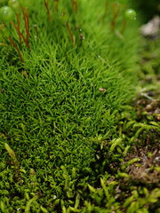 Bartramia pomiformis