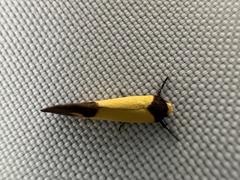 Heteroteucha dichroella