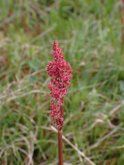 Rumex lapponicus