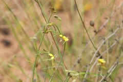 Goodenia armitiana