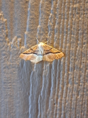 Tetracis jubararia